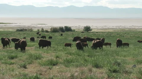 Buffalo in the green grasses of spring Stock Footage 51072348