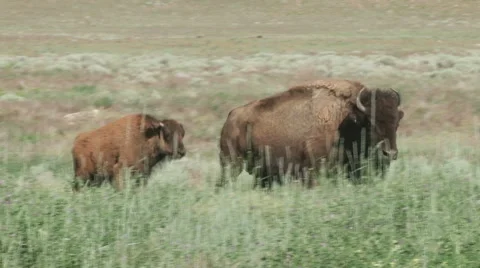 Buffalo in the green grasses of spring Stock Footage 51072942