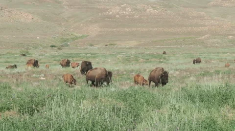 Buffalo in the green grasses of spring Stock Footage 51072992