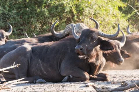 Buffalo group sitting Stock Photos