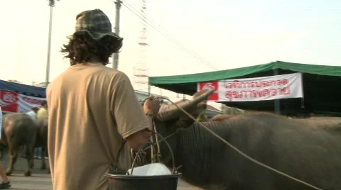 Buffalo handler 3 스톡 동영상 485945