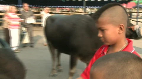 Buffalo handlers 4 Stock-Footage 485936