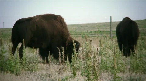 Buffalo HDF40-15  Stock Footage 768775