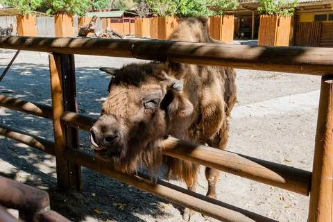 Buffalo head close-up Foto stock