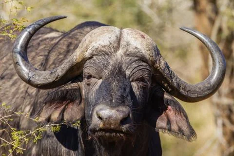 Buffalo Head Horns Wildlife Stock Photos
