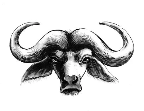 Buffalo head Stock Illustration
