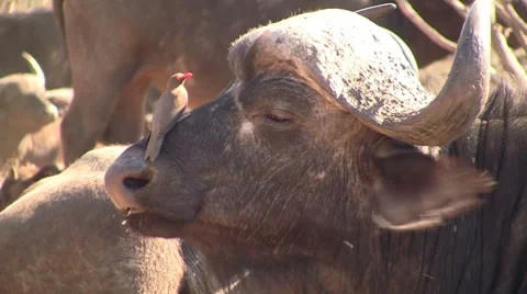 Buffalo head with oxpeckers Stock Footage 8628996