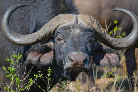 Buffalo head on Stock Photos