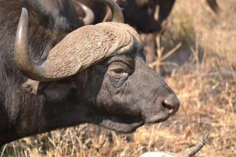 Buffalo Head side on Stock Photos