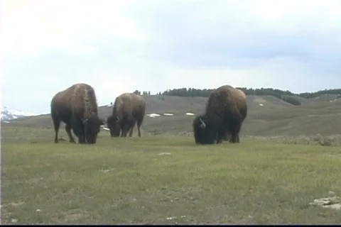 Buffalo HeadButt Yellowstone Stock Footage 538055