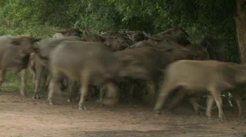 Buffalo herd 2 Stock Footage 488132