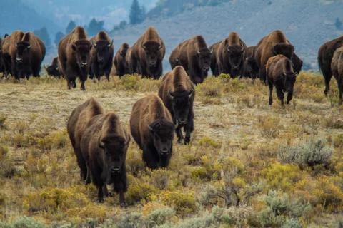 Buffalo Herd Approaching Stock Photos