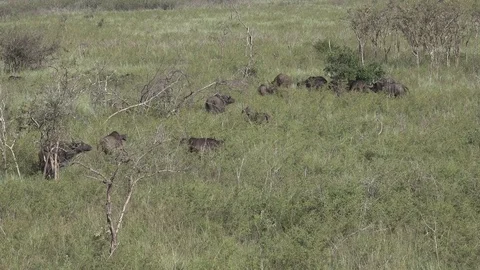 Buffalo, Herd of Cape buffalos grazing, Savannah, Africa Video stock 84206297