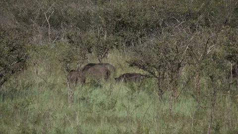 Buffalo, Herd of Cape buffalos grazing, Savannah, Africa Video stock 84221796