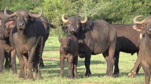 Buffalo, Herd of Cape buffalos grazing, Savannah, Africa Video stock 84222392
