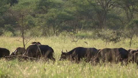 Buffalo, Herd of Cape buffalos grazing, Savannah, Africa Video stock 84223571