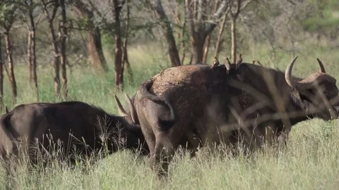 Buffalo, Herd of Cape buffalos grazing, Savannah, Africa Video stock 84237960