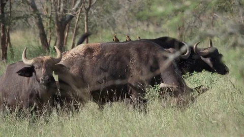 Buffalo, Herd of Cape buffalos grazing, Savannah, Africa Video stock 84238659