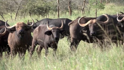 Buffalo, Herd of Cape buffalos grazing, Savannah, Africa Video stock 84252210