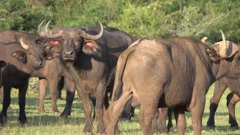 Buffalo, Herd of Cape buffalos  looking to the camera, Savannah, Africa Stock Footage 84227779