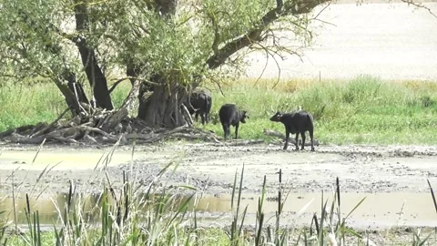 Buffalo herd in the deep mud Stock Footage 337722765