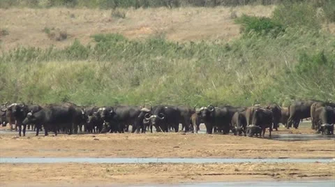 Buffalo herd drinking at the river Stock Footage