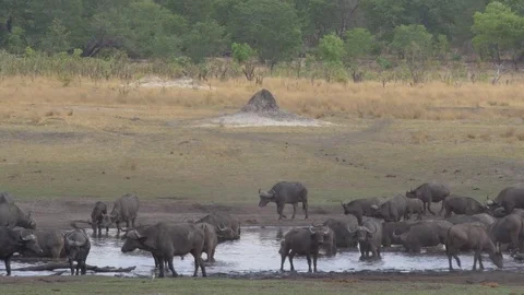 Buffalo Herd drinking by water hole Видео 71338879