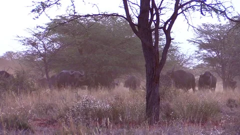 Buffalo Herd at Dusk Video stock 69765110