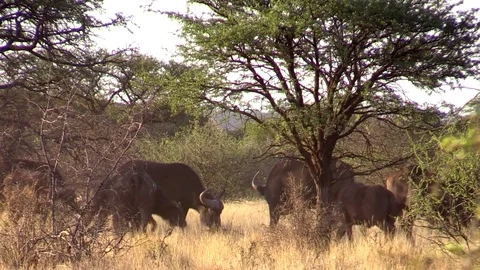 Buffalo Herd Eating &amp;amp; Running Stock Footage 71200595