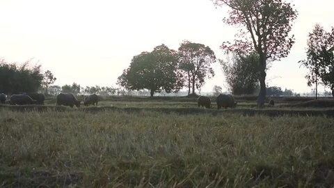 Buffalo herd is eating grass. Stock Footage 84047612