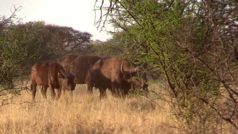 Buffalo Herd Feeding Stock Footage 70043891