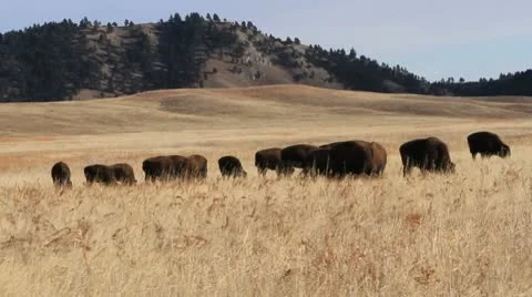 Buffalo herd in field with moving camera Video stock 10606479