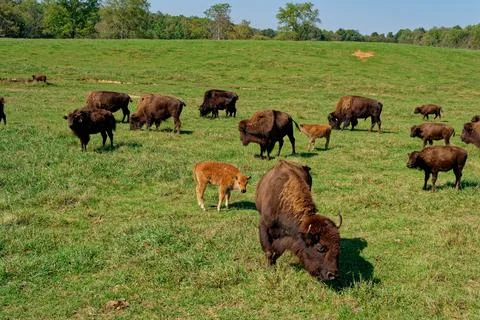 Buffalo herd in the field Stock Photos