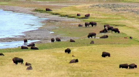 Buffalo herd Stock Footage 284033