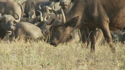 Buffalo Herd 库存影片 519227