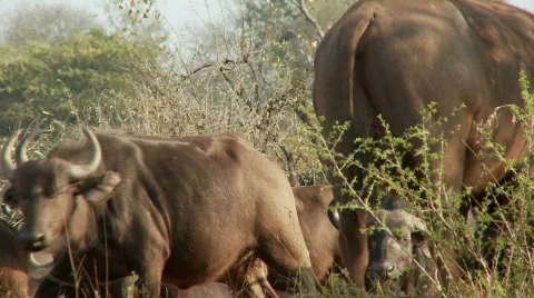Buffalo Herd 库存影片 519275