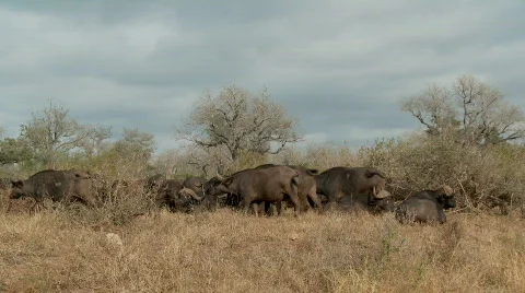 Buffalo Herd 库存影片 523420