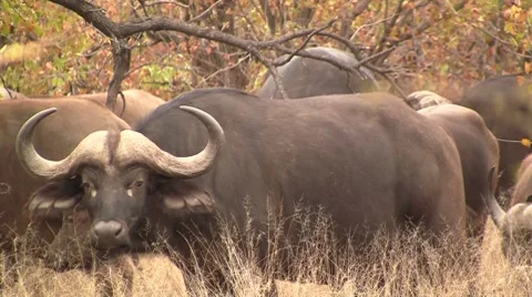 Buffalo herd Stock Footage 8571917