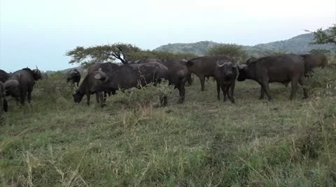 Buffalo herd grazing Stock Footage 11237526
