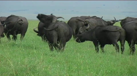 Buffalo herd grazing Stock Footage 12399197