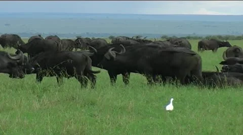 Buffalo herd grazing Stock Footage 12399207
