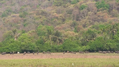 Buffalo Herd Grazing in Open Field with Tropical Forest Background India 4K Stock Footage 332241737