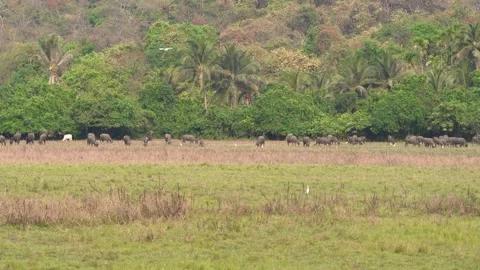 Buffalo Herd Grazing Slow Zoom in Tropical Forest Landscape India 4K Stock Footage 332241673