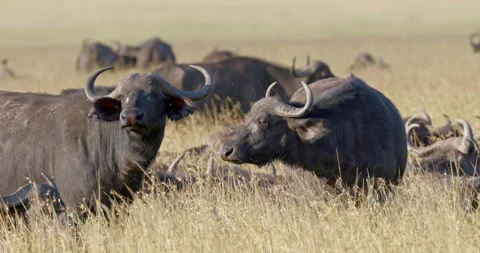 Buffalo herd in the Masai Mara Stockbeeldmateriaal 244970879