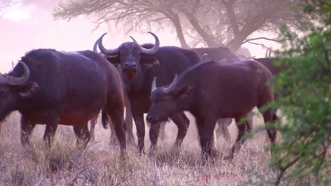 Buffalo Herd Milling at Dusk Stock Footage 69763602