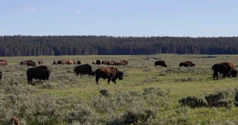 Buffalo herd moving around a meadow 4k 24fps 1 Stock Footage 77307273