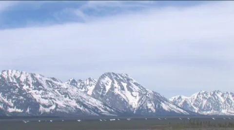 Buffalo Herd Pan Tilt Stock Footage