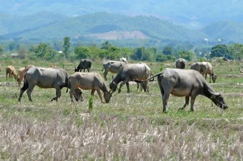 Buffalo herd Stockfoto's