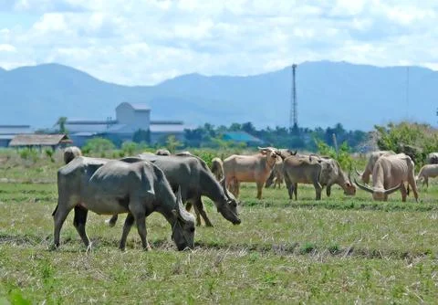 Buffalo herd 스톡 사진