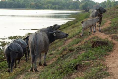 Buffalo herd Stock Photos